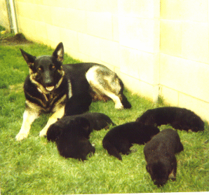 A Lady and her pupppies